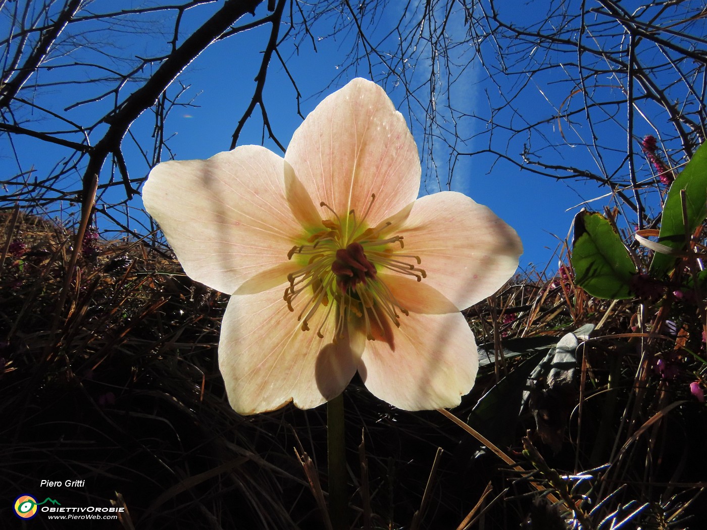 41 Helleborus niger (Elleboro) verso la fruttescenza.JPG